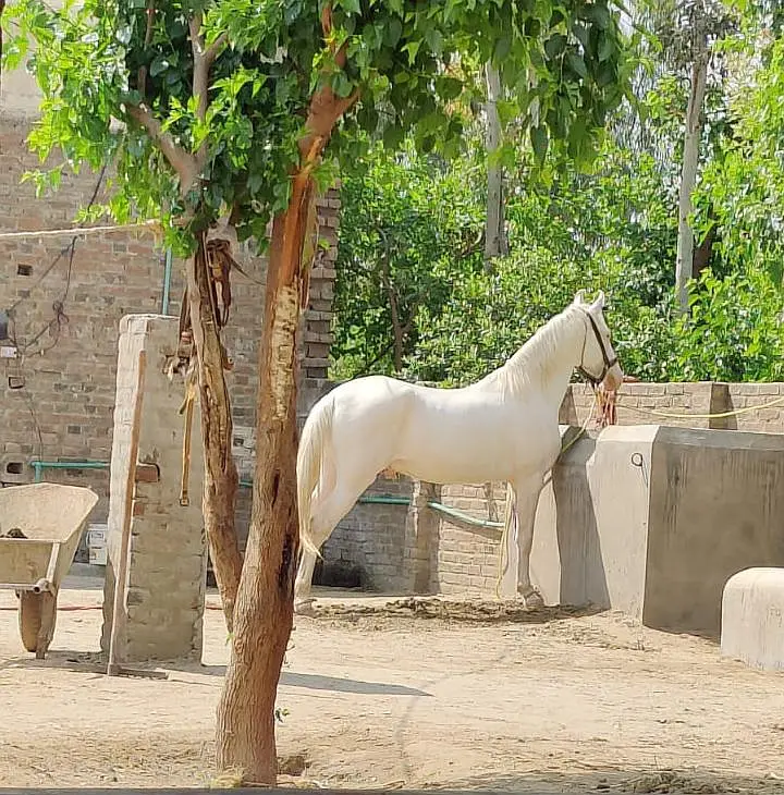 white horse
