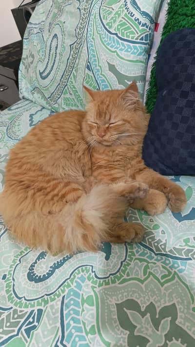 Persian Three cot Cat