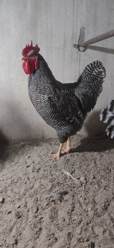 Plymouth rock, Sussex light, chicks & fertile eggs available