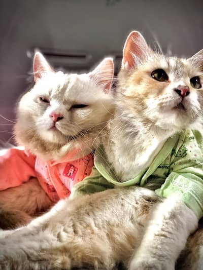 Female cat for sale only serious buyer can contest