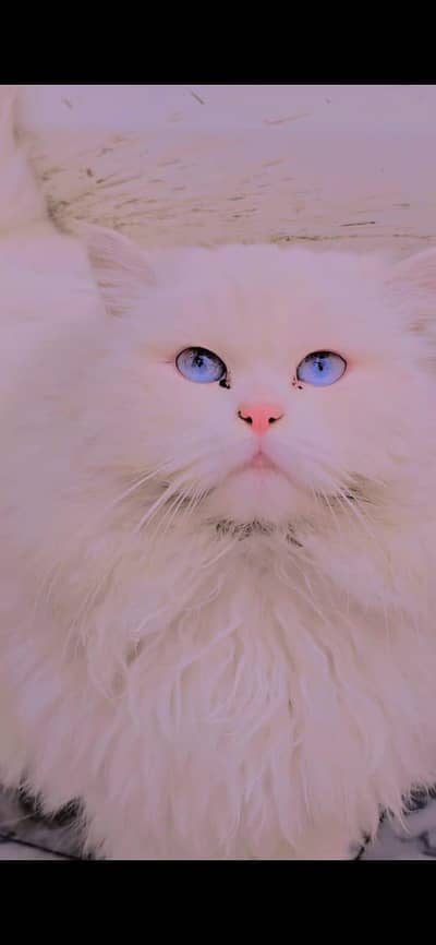 persian mal cat for sale
