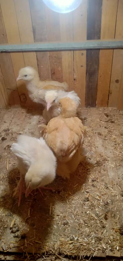 Pure Golden heavy coshin