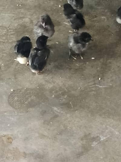 pure dragon Black body 5 chick for sale