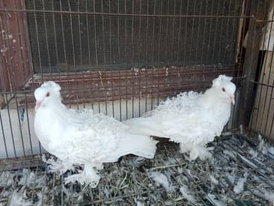 black tail pair or white frill back pair for sale