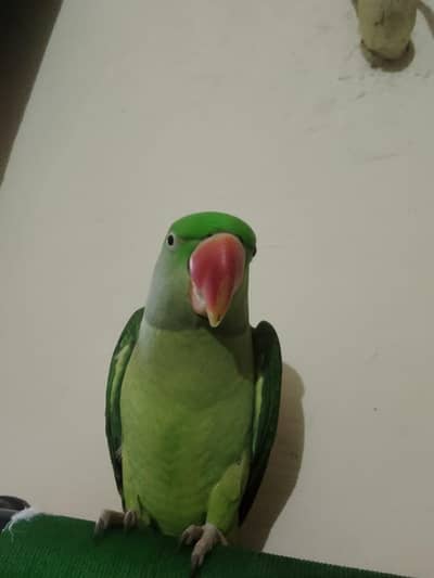 7 month kashmiri raw parrot  ghr ka Pala howa h