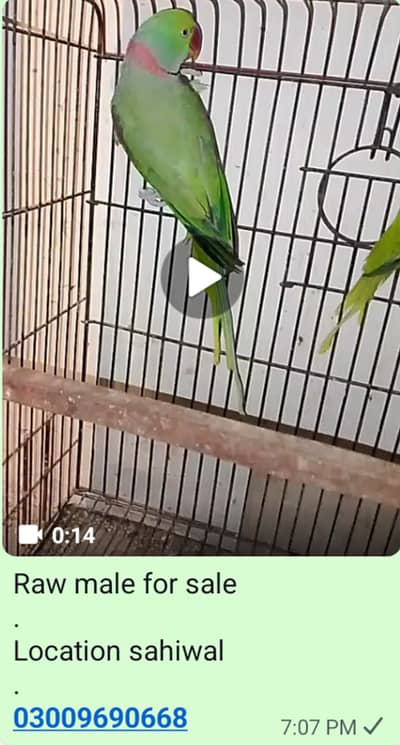 Raw parrot Male for sale