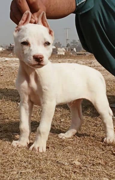 kohati gultar Mail available for sale active and healthy