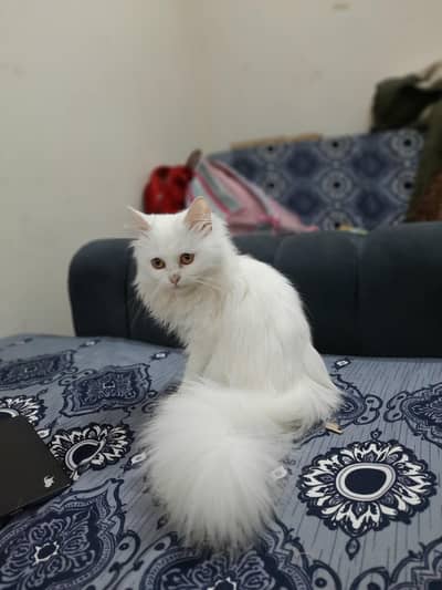 Persian kitten
