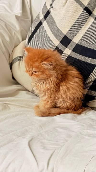 Persian kitten Male For  Sale