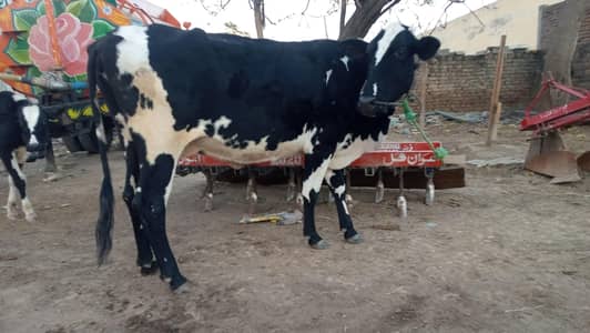 cow for sale