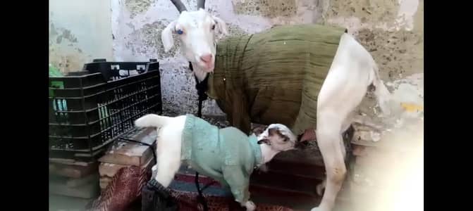 bakri or 1 bacha
