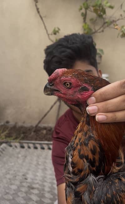 Pure Indian long tail parrot beak male age 6 to 7 months O3020448380