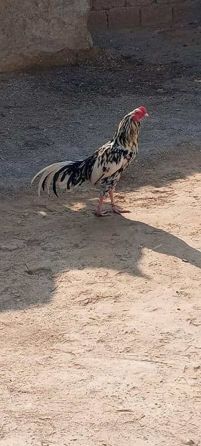 assalam o alaikum ya asel gair ka murga for sale h