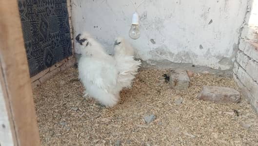 white Silkie pair/ golden buff male (03061340234)