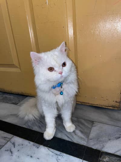 persian Male Available