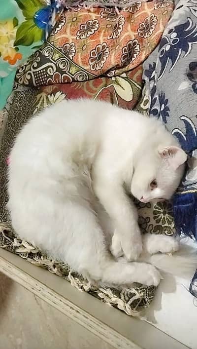 Beautiful Persian cat