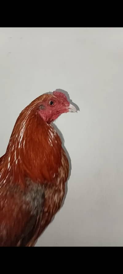 aseel patha thai cross 0319-6643103