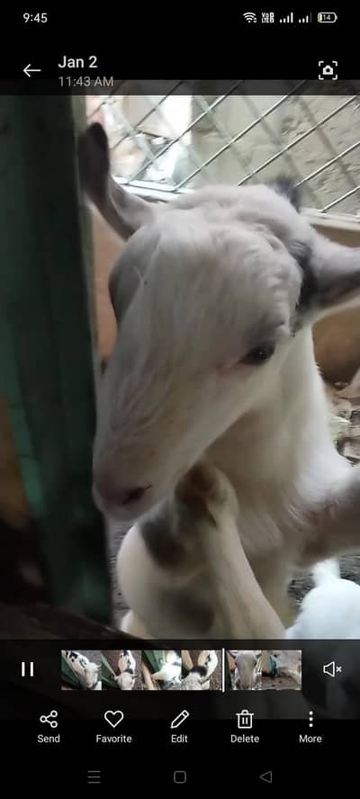 2 danth teda pinck nos