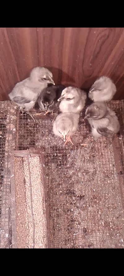 Blue dragon, Black dragon, white shamo chicks