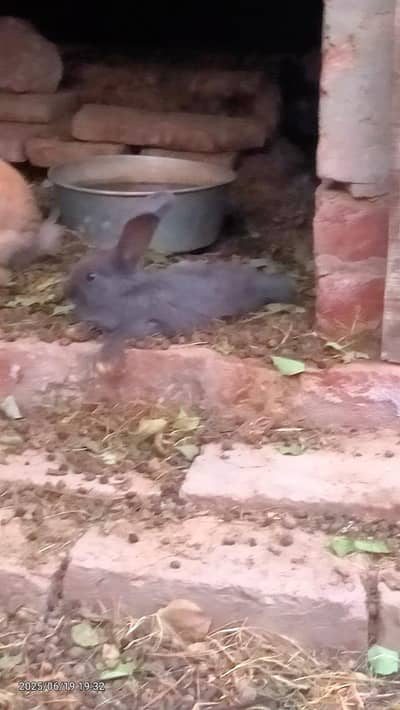 bunnies available no cargo available