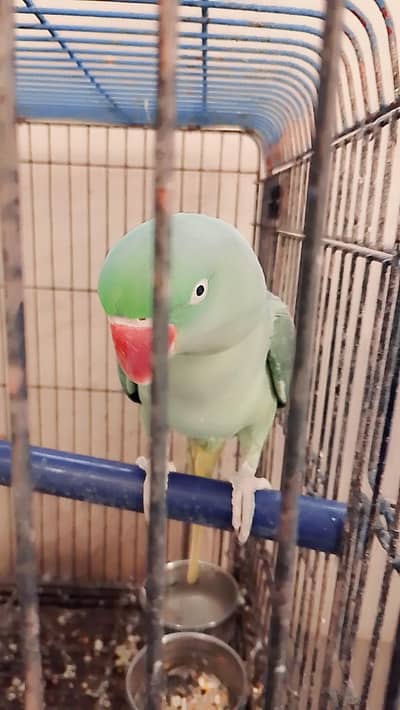 Kashmir row bredar pir