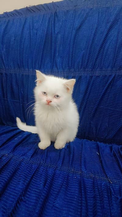 Persian Kittens