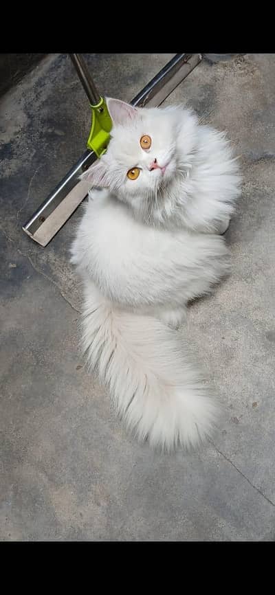 Persian cat for sale