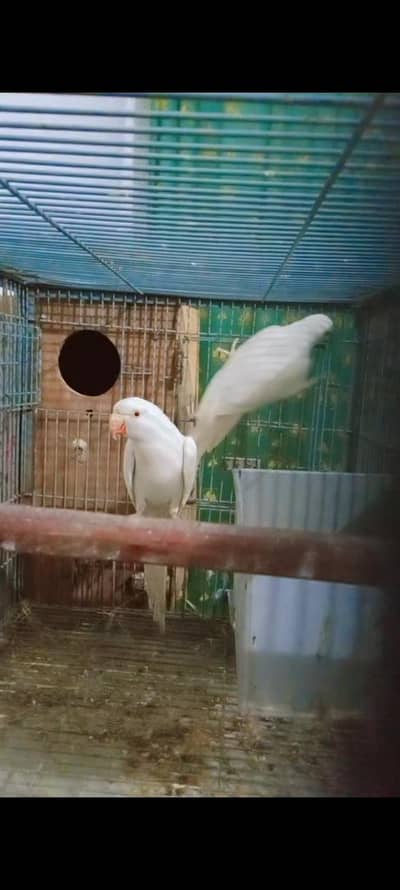 ringneck White parrot