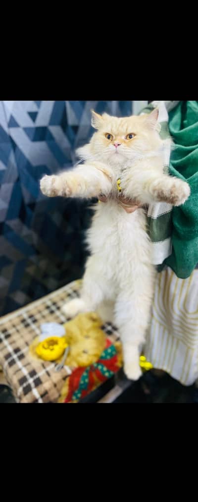 Royal Golden Persian-1 year old-Home raised Pure breed cat