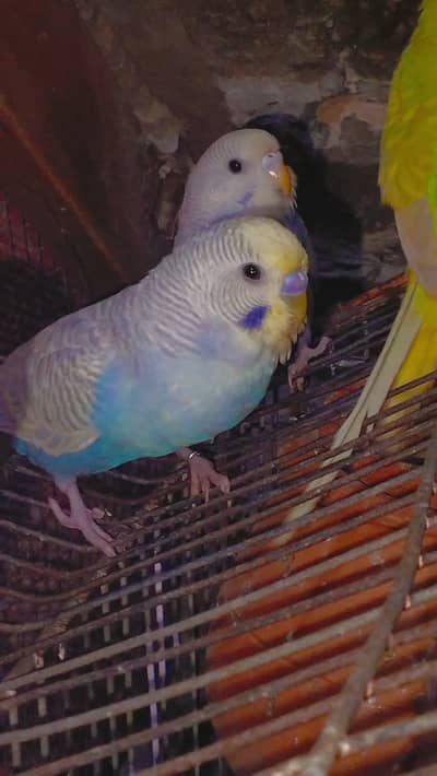 Rainbow violet male and white face opline Female