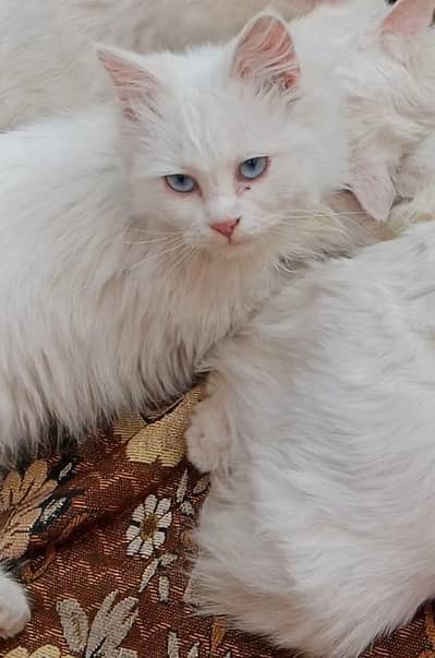 double coated blue candy eyes female