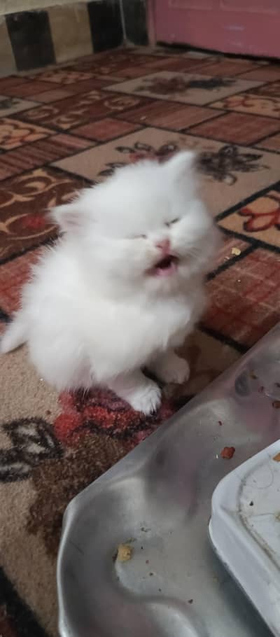 Persian cat