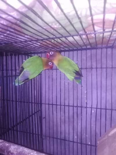 2 lovebird pair for sale