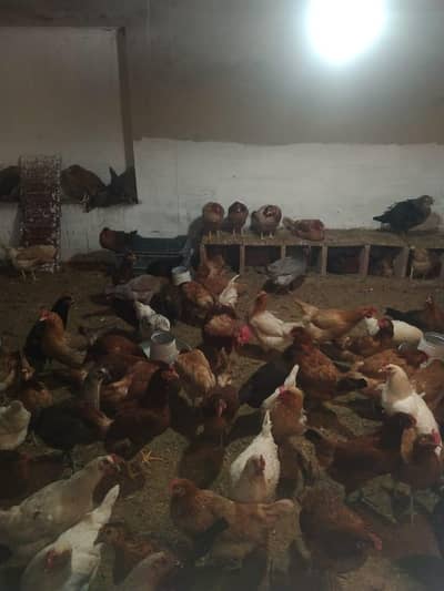 egg wali hen for sale