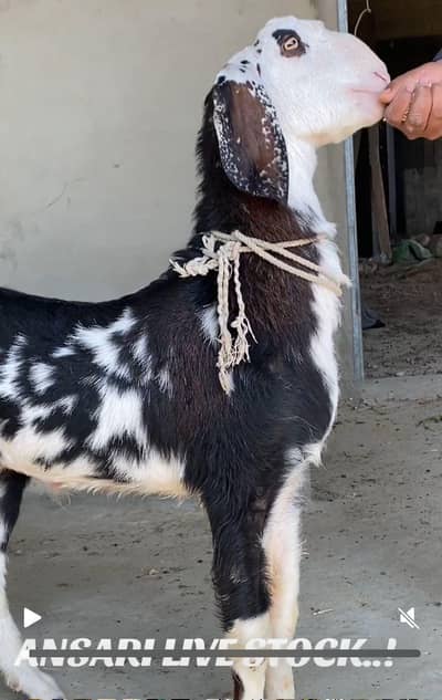 BAKRA  ABLUCK  MALE JORI   RATE FINAL HAI Read DISCRIPTION FIRST