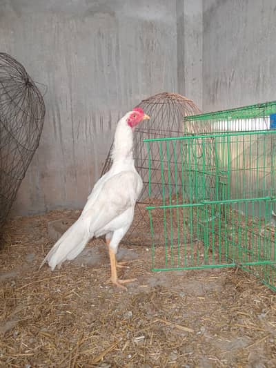 heera breed high quality