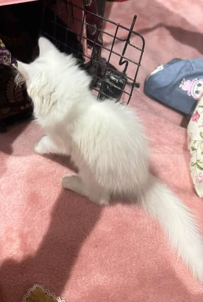 2female persian baby kittens