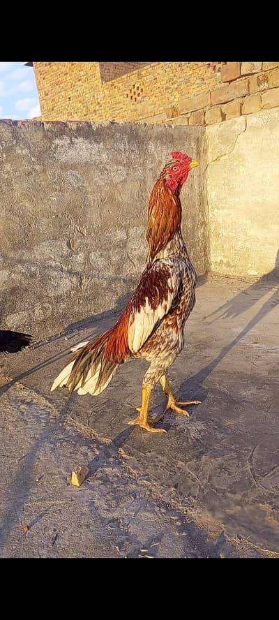 Saleta Aseel Patha For Sale