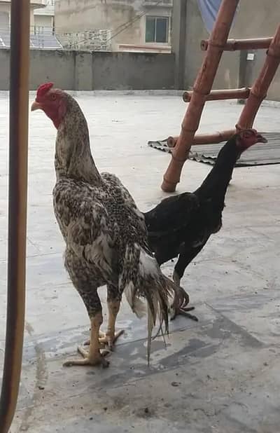 Coco colour Shomo Pathi Female for sale