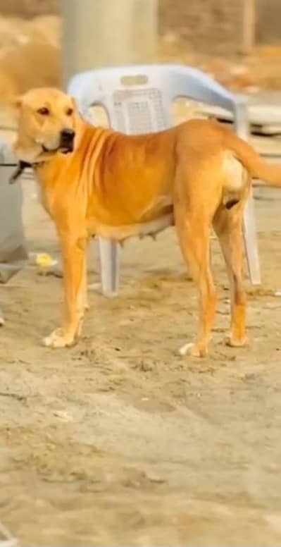 high quality heavy breed