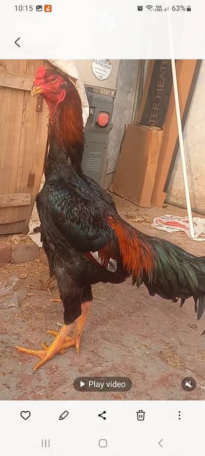 shamoo pair 0322 6592811 wtsapp