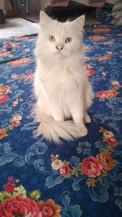 full train baccha hai