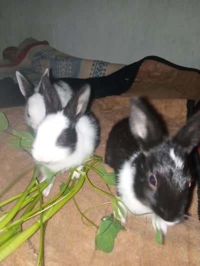 Rabbit babies available