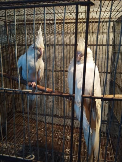 eno red eyes breeder pair