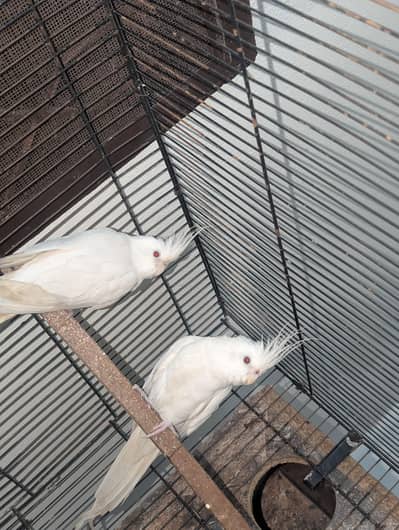 Eno cocktail breeder pair/ V - pied split fellow