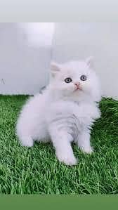 Persian kitten