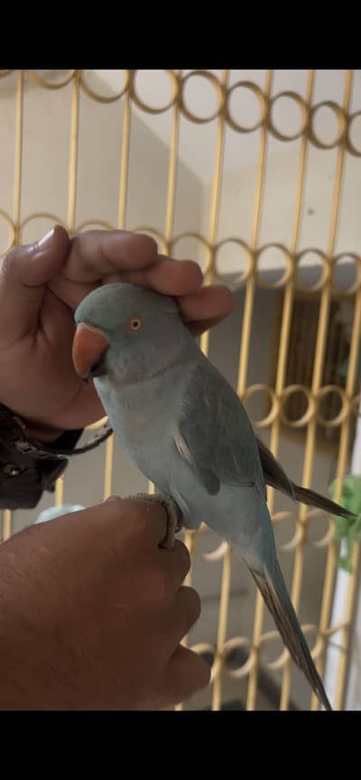 Blue Ringneck - Hand Tame - 1.5 year