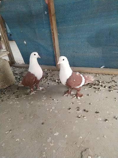 karbalai pair - karblai male female