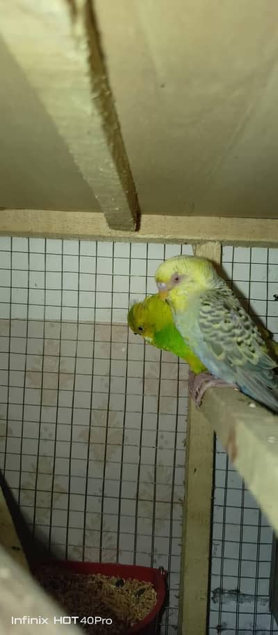 2 dafa breed ki hai kisi ko one piece lena ho to wo bhi mil jaye ga b