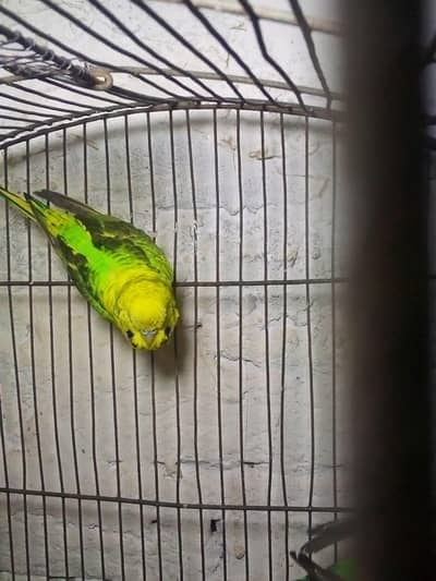 Australian breeder pair